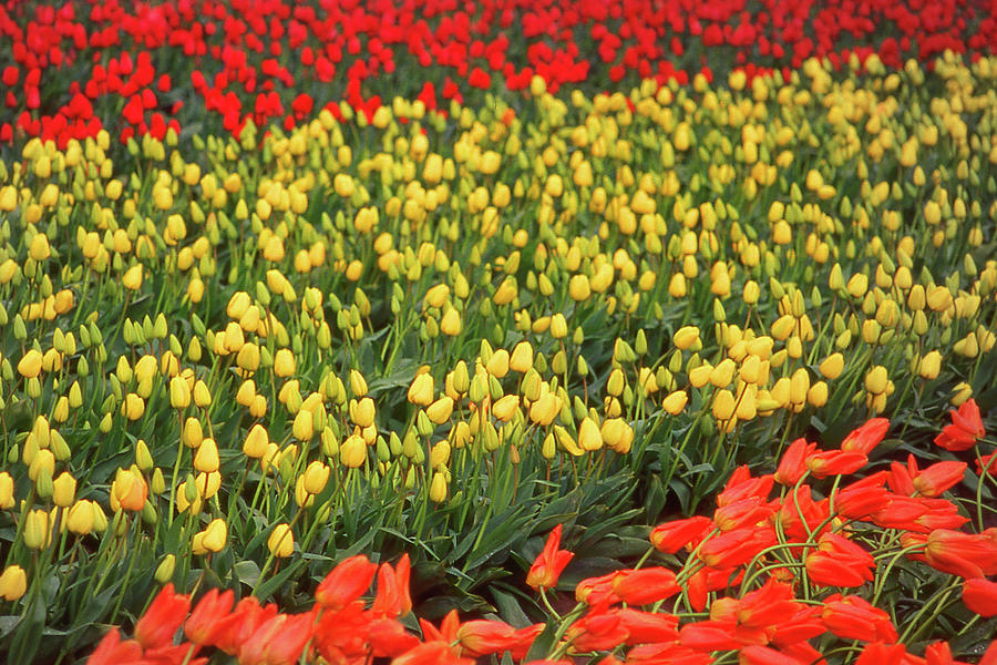 Tulip Rows, Vancouver Photograph by Jerry Griffin