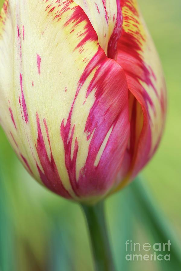 Tulip Saskia Abstract Photograph by Tim Gainey