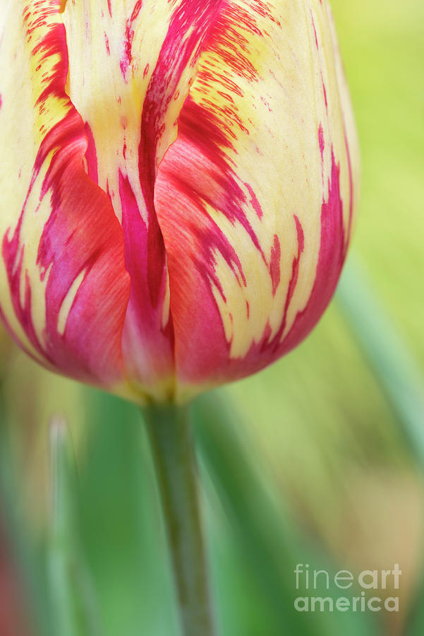 Tulip Saskia Flower Colour Abstract Photograph by Tim Gainey