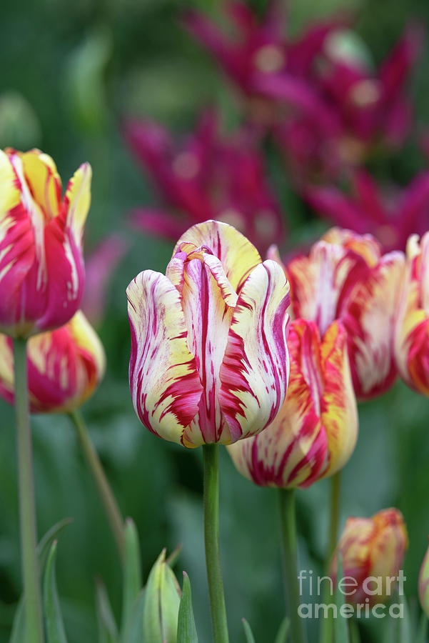 Tulip Saskia Flower in an English Garden Photograph by Tim Gainey