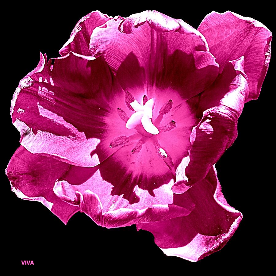 Tulip - Sassy  Purple Photograph by VIVA Anderson