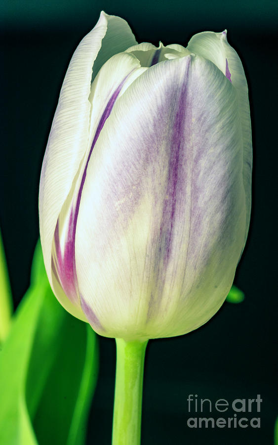 Tulip Season Is Here 01 Photograph