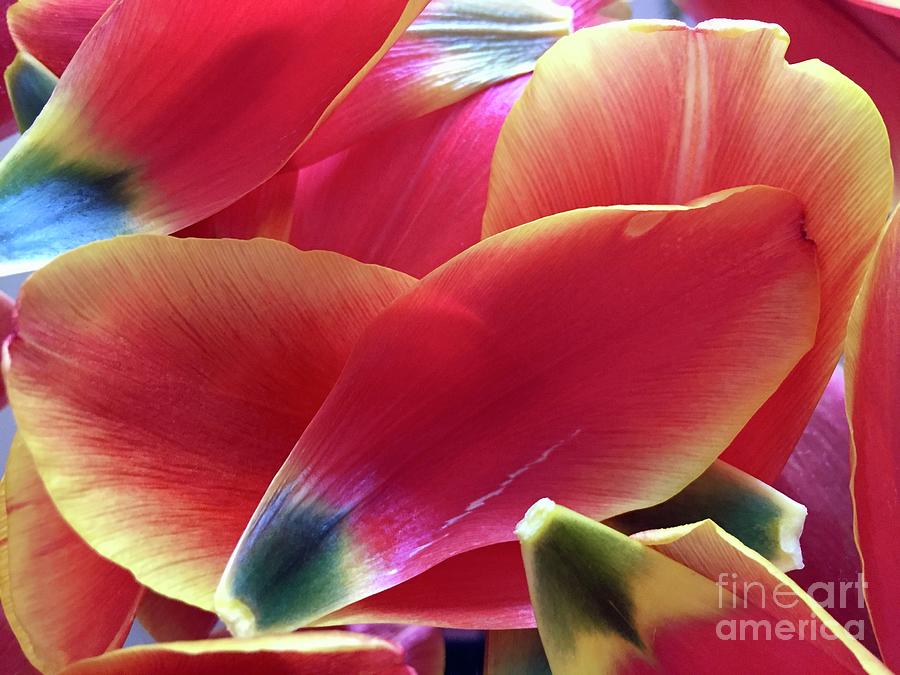 Tulip Series 1-2 Photograph by J Doyne Miller