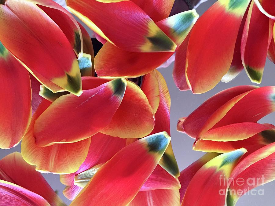 Composition Photograph - Tulip Series 1-3 by J Doyne Miller