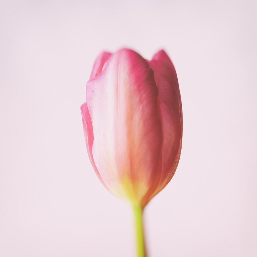 Tulip Soft Vintage Photograph by Tanya C Smith