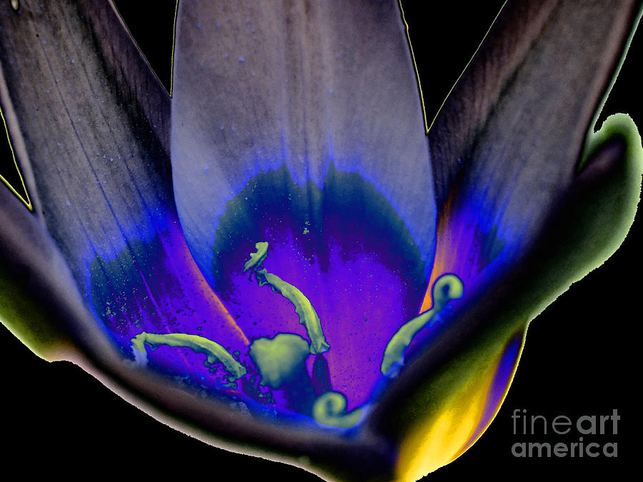 Tulip Solarisation In Blue Digital Art by Rudi Prott