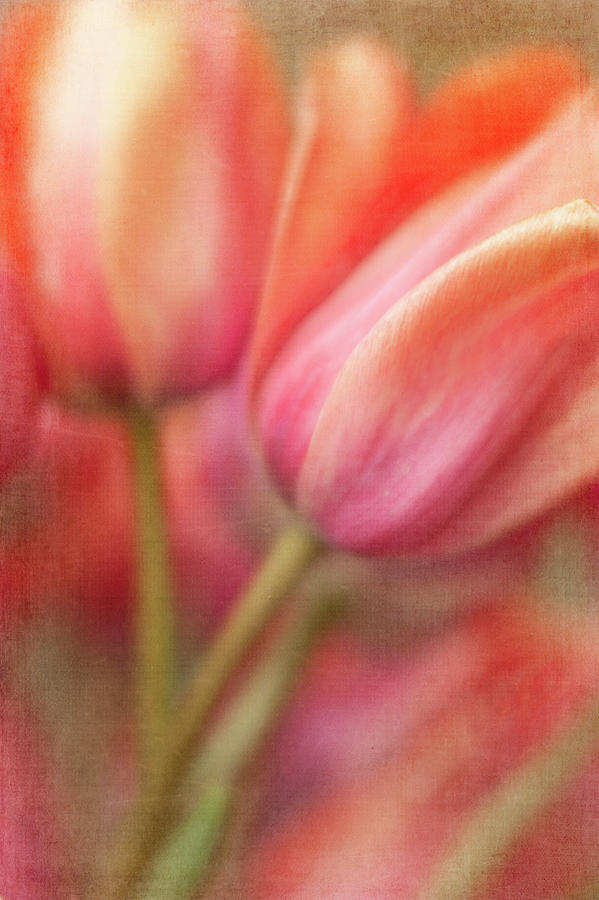 Tulip Sorbet Photograph by Jill Love