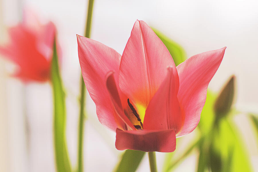 Tulip Spring Photograph by Sue Capuano Tulip Spring Photograph by Sue Capuano