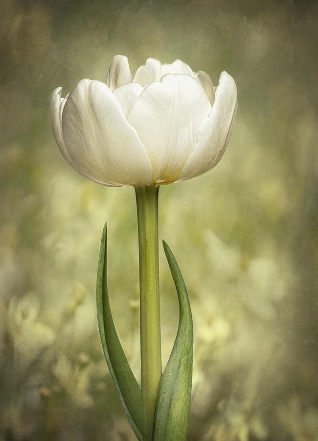 Tulip Standing Tall Photograph by Paul Bartell
