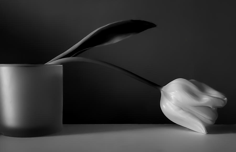 Tulip Still Life Black and White Photograph by Joan Han