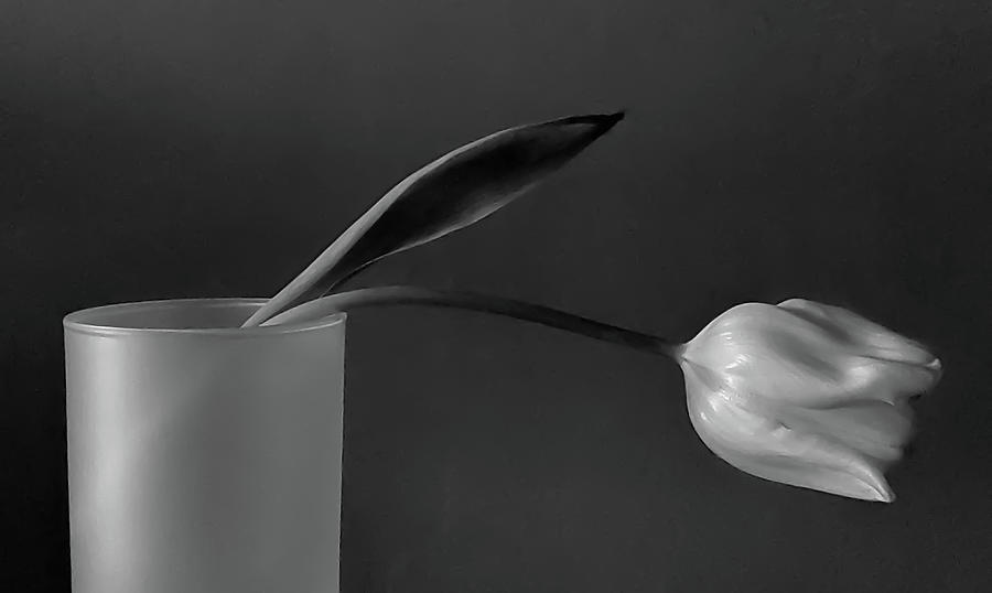 Tulip Still Life I Black and White Photograph by Joan Han