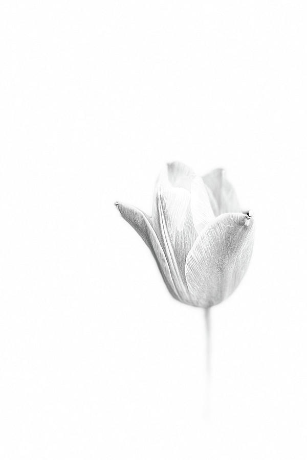Tulip Study  Photograph by Richard Reeve