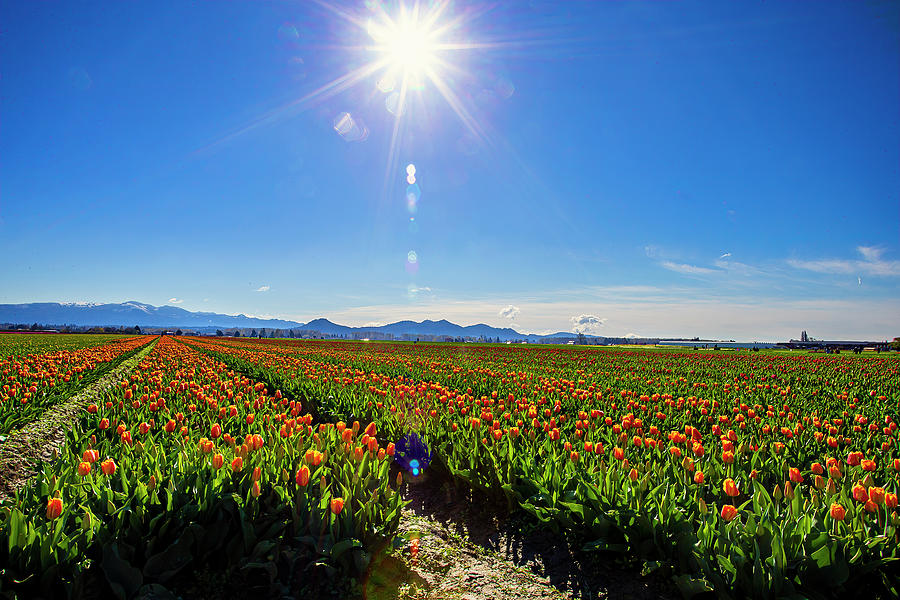 Tulip Sunburst Photograph by Anthony Jones