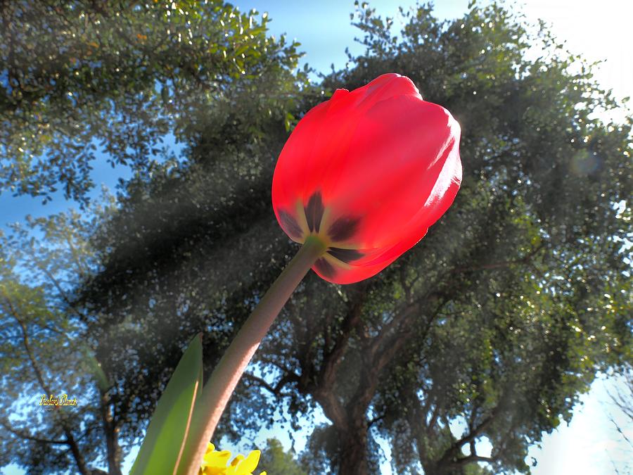 Spring Photograph - Tulip Sunshine by Richard Thomas