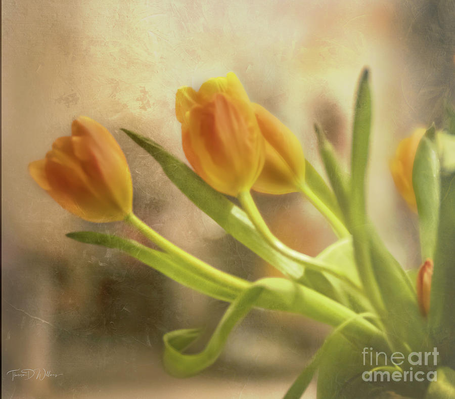 Tulip Sweetness Photograph by Theresa D Williams