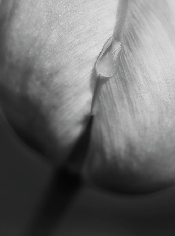 Tulip Tear Drop BW Photograph by Susan Candelario
