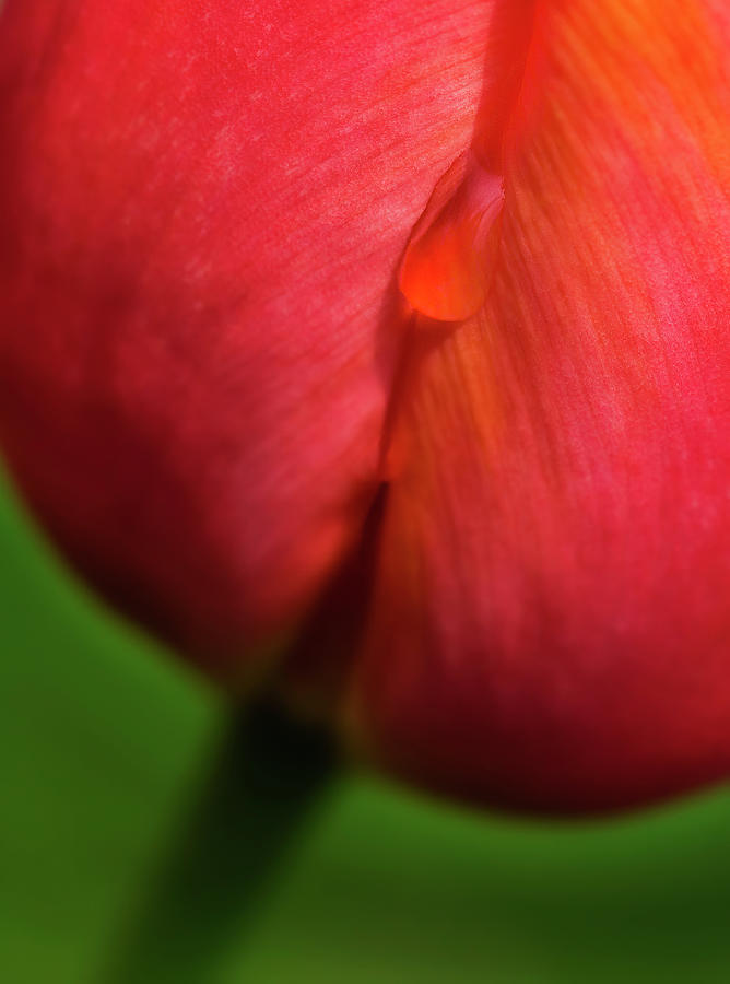 Tulip Tear Drop Photograph by Susan Candelario