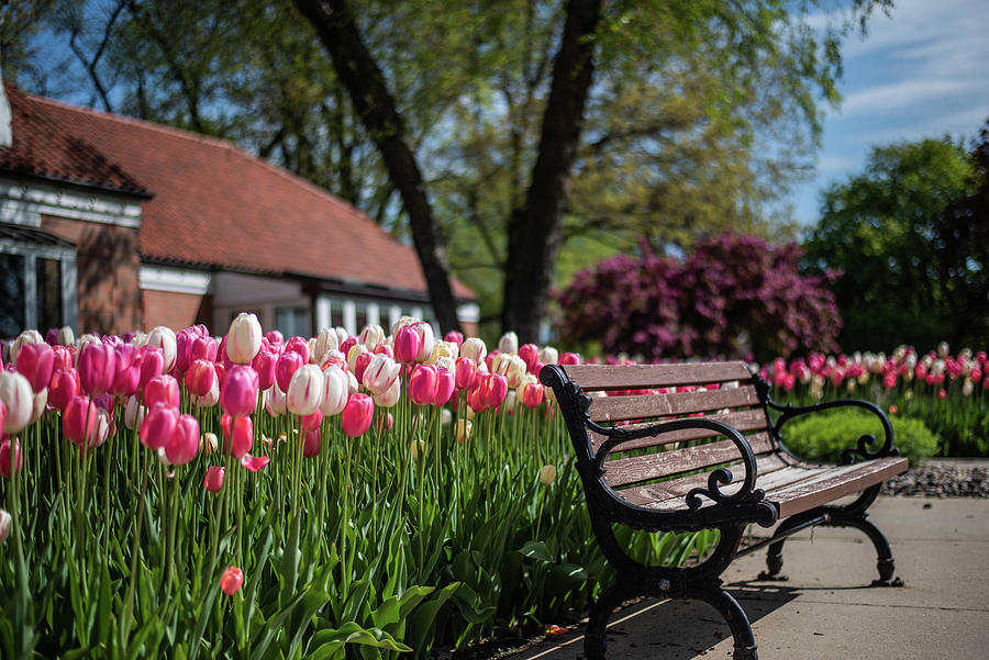 Tulip Time Bench Photograph by Wendy Carrington