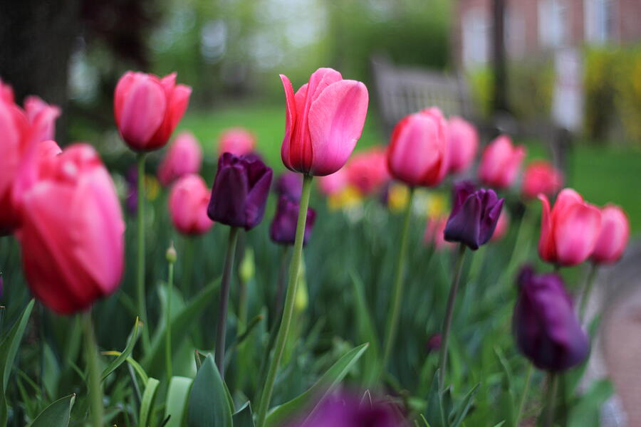 Tulip Time Photograph by Jessica Jenney
