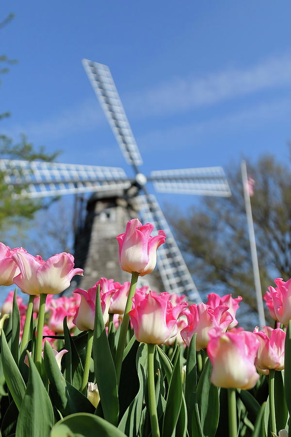 Its Tulip Time Photograph by Lens Art Photography By Larry Trager Its Tulip Time Photograph by Lens Art Photography By Larry Trager