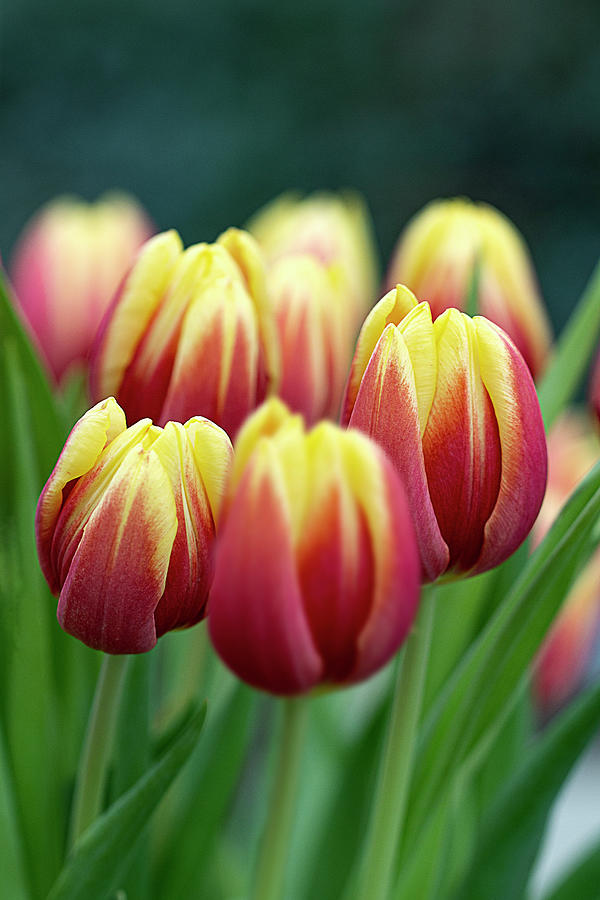 Tulip Time Photograph by Vanessa Thomas
