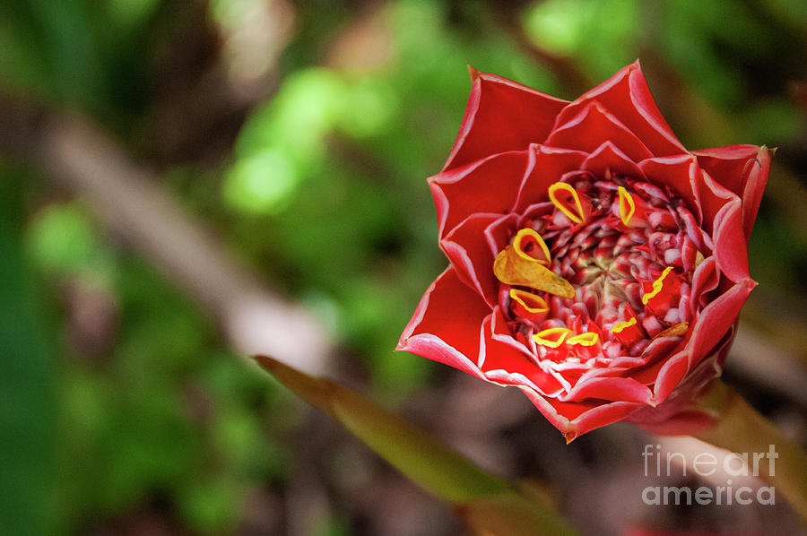 Tulip Torch Ginger  Photograph by Bob Phillips