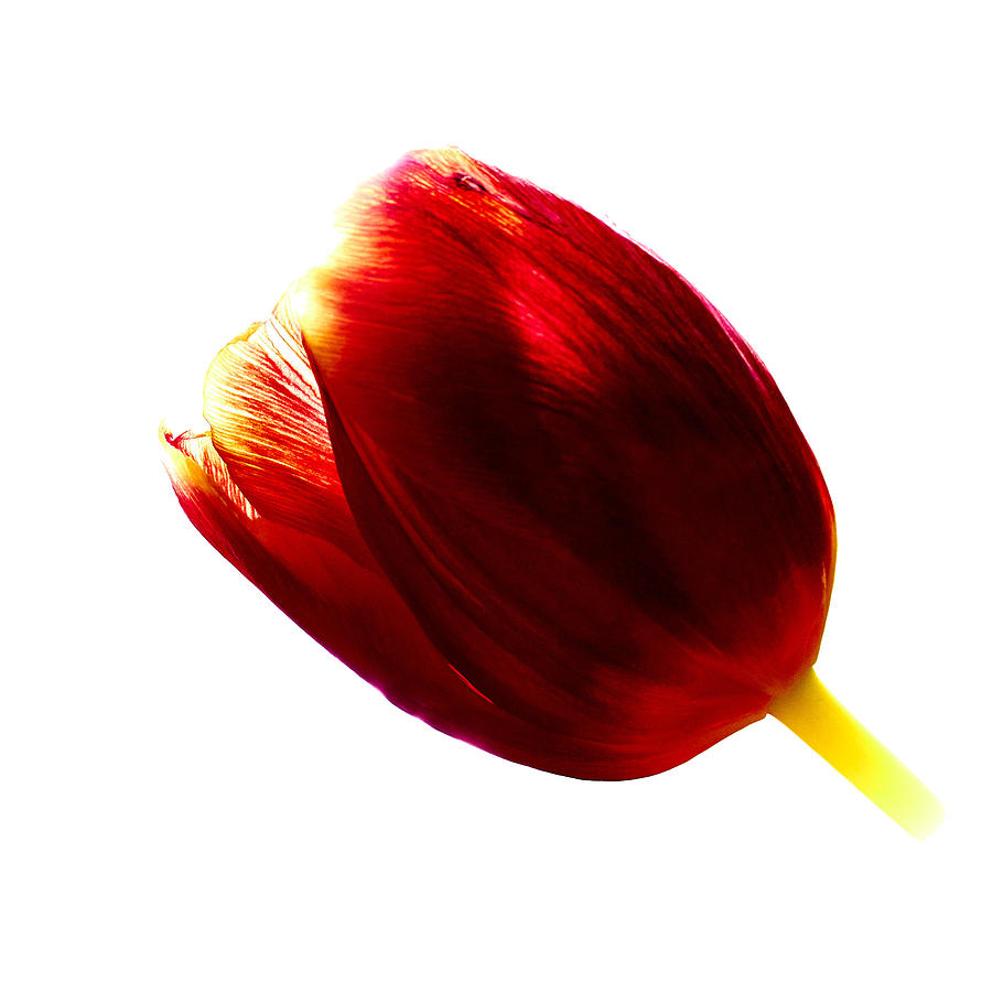 Tulip transparent Photograph by Jouko Lehto