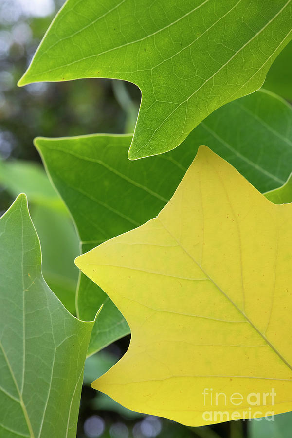 Tulip Tree Doc Deforces Delight Tree Leaves in Autumn Photograph by Tim Gainey