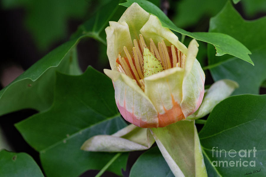 Tulip Tree Flower Photograph by Sandra Clark