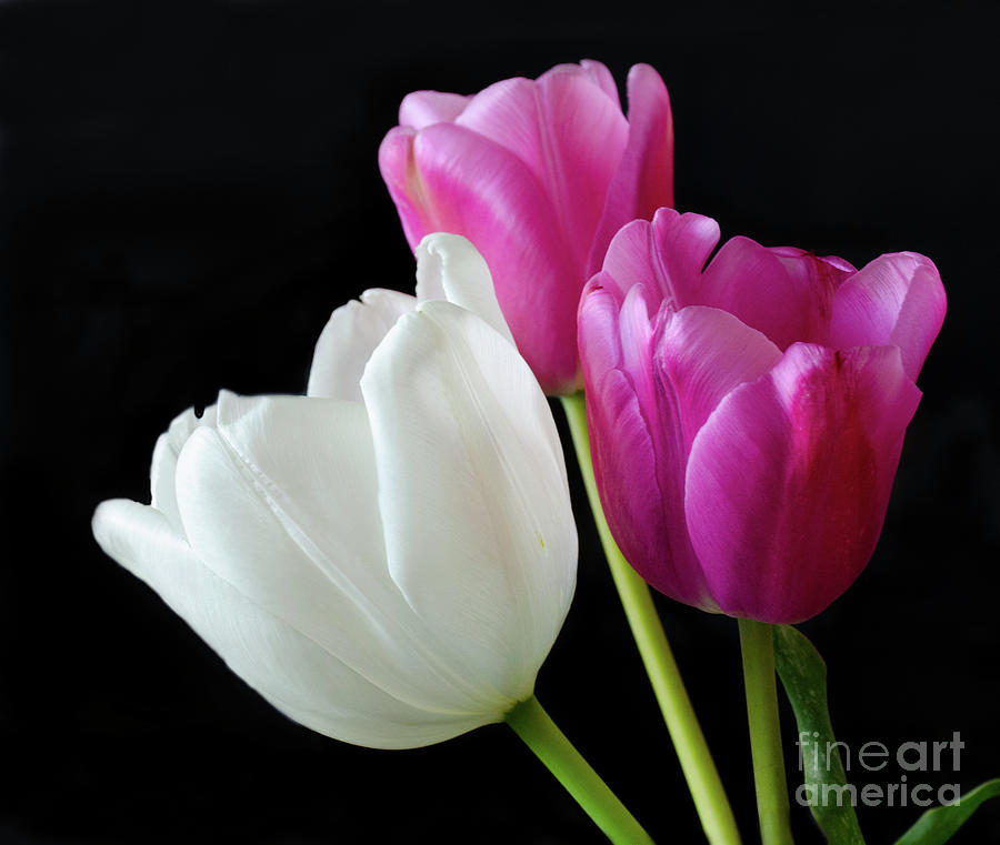 Tulip Trio Photograph by Bob Christopher