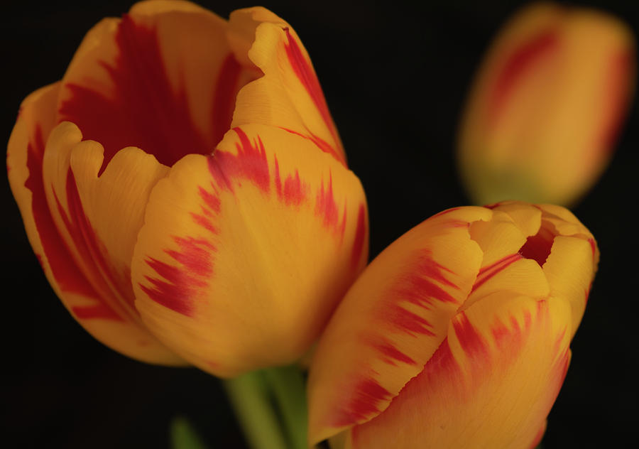 Tulip Trio Photograph by Vicky Edgerly