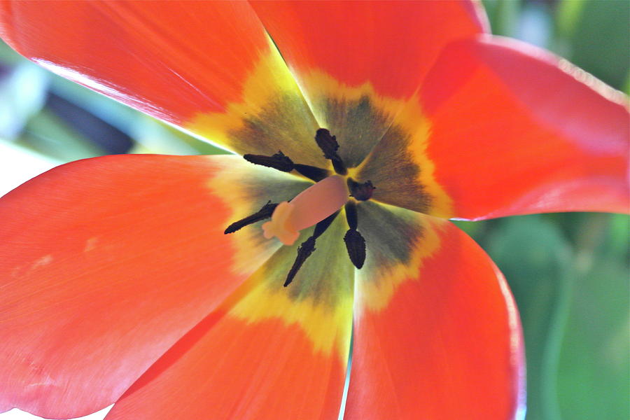 Tulip Triumph Photograph by Michele Myers