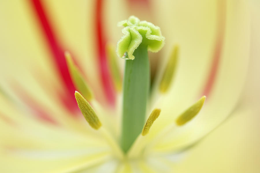 Tulip (Tulipa sp.), detail Photograph by Martin Ruegner