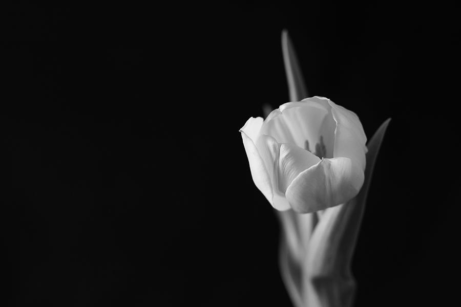 Tulip Tulips Flower Black And White Photograph by Mona Master - Fine ...