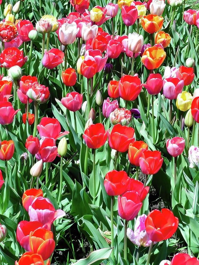 Tulip Varieties - Preston CT Photograph by SM Hall - Fine Art America