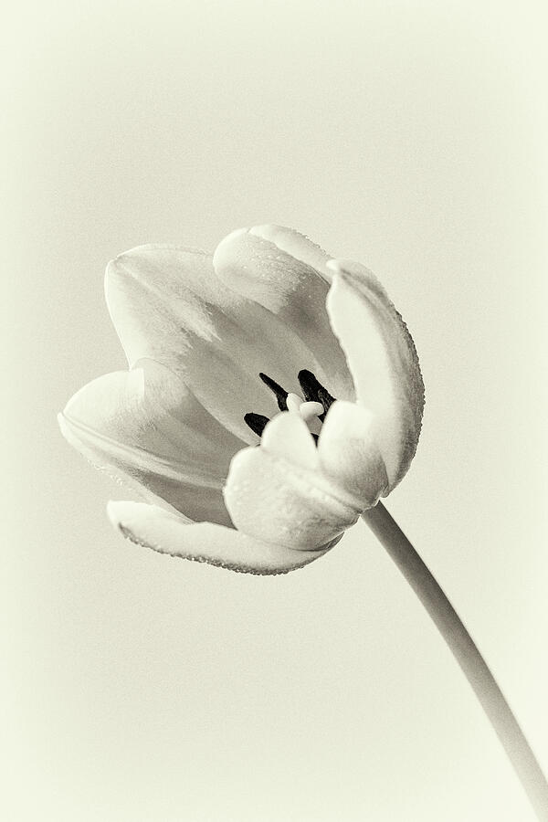 Vintage Tulip Photograph by Tanya C Smith
