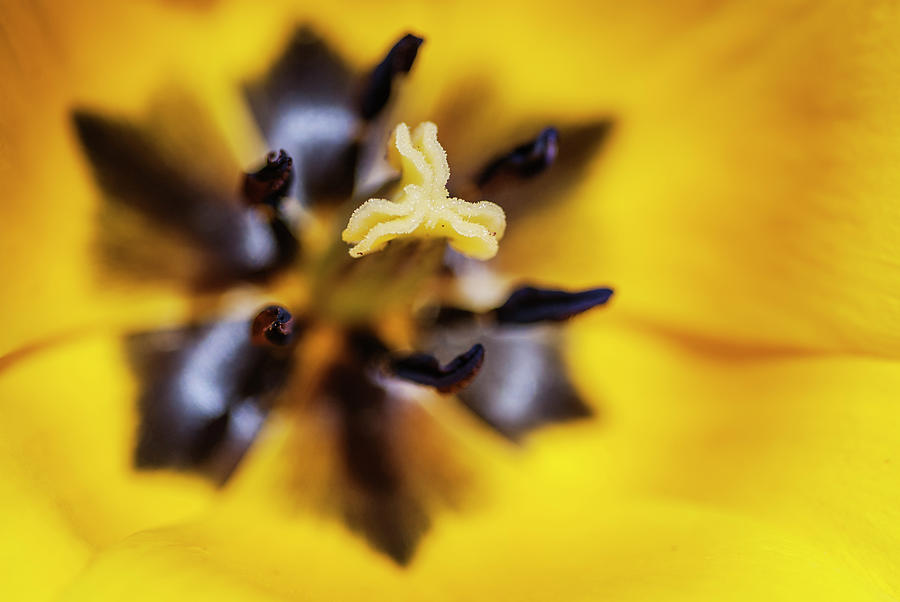 Tulip Photograph by Vishwanath Bhat