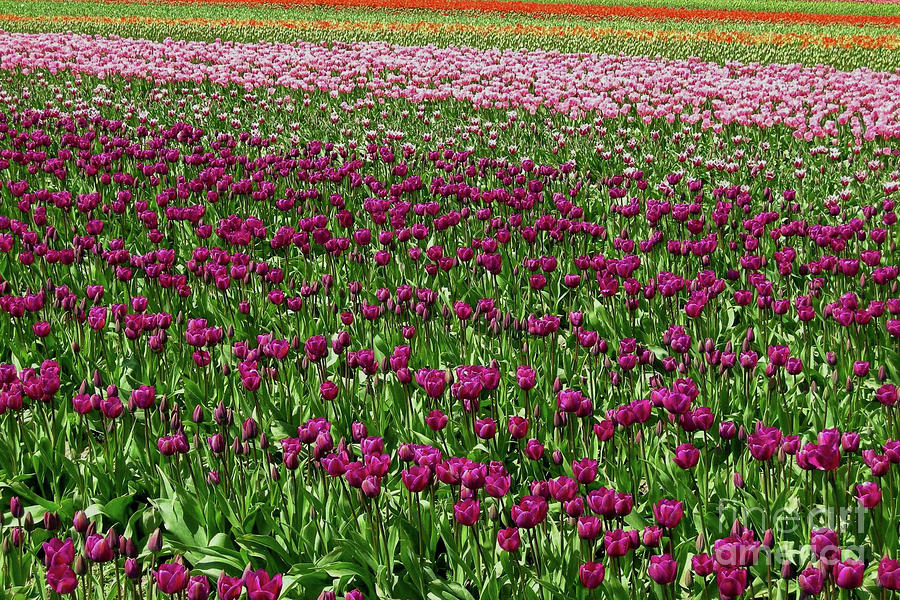 Tulip Waves of Skagit Valley Photograph by Nancy Gleason