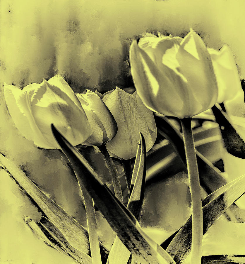 Tulip White And Yellow Bw #j7 Photograph