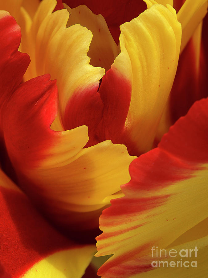 Abstract Vivid Lively Tulip Wings Macro Abstract Photograph by Tatiana Bogracheva