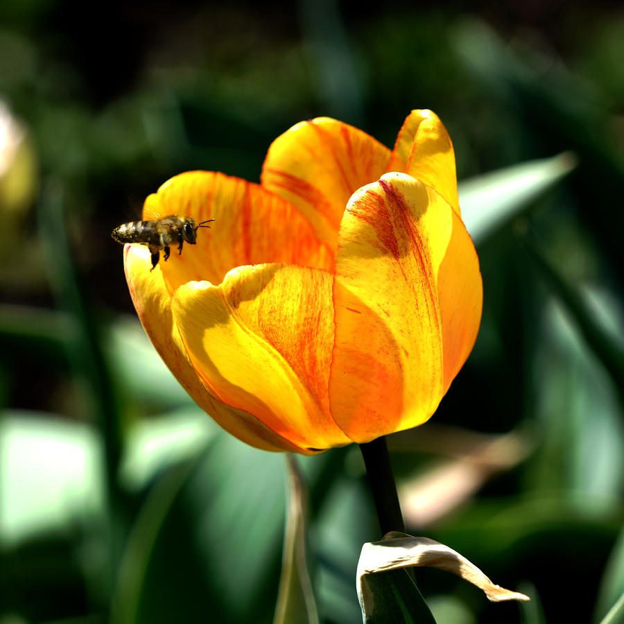 Tulip with Honey Bee Photograph by Mark Ivins