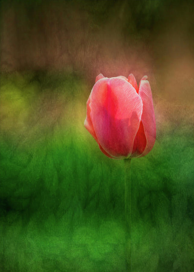 Tulip with painterly effect Photograph by Sue Leonard