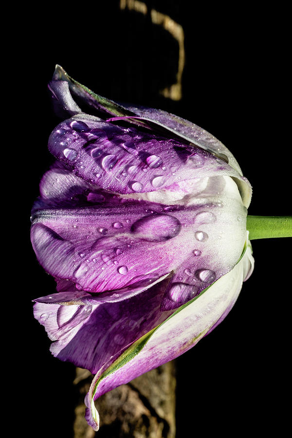 Tulip With Water Droplets Photograph