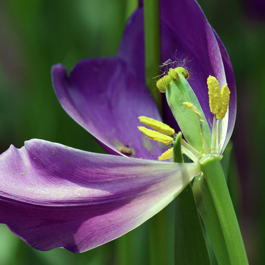 Tulip Photograph by Yue Wang