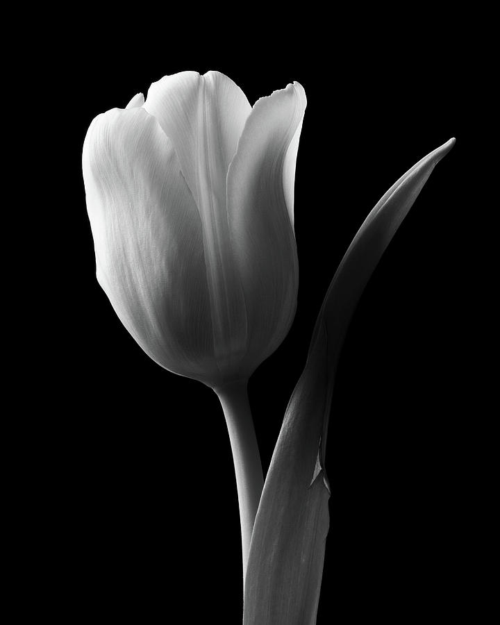 Tulip#1 Photograph by Bryan Rierson