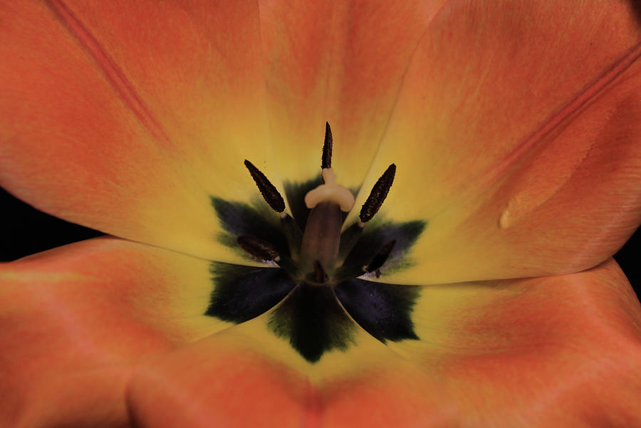 Tulip1 Photograph by Shane Bechler