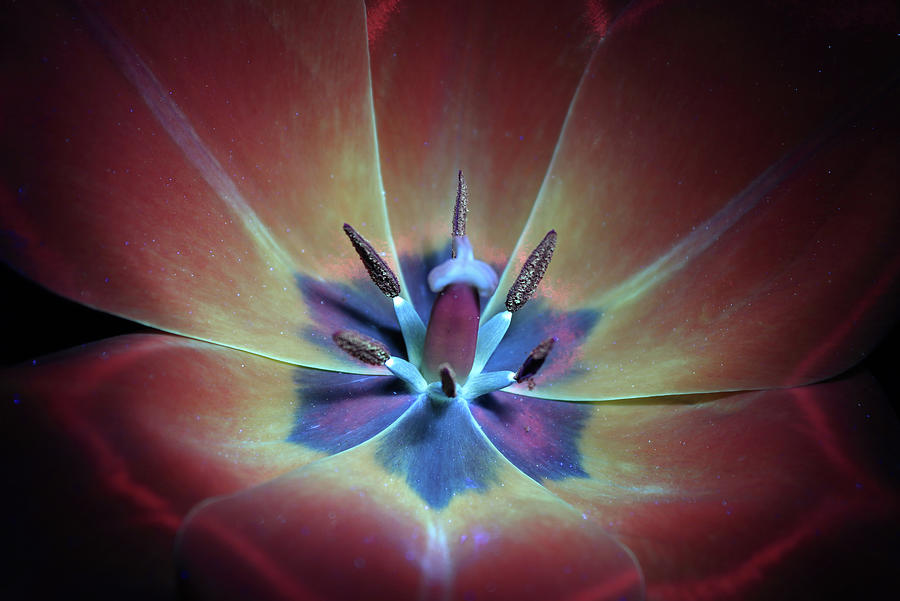 Tulip1 UV Photograph by Shane Bechler