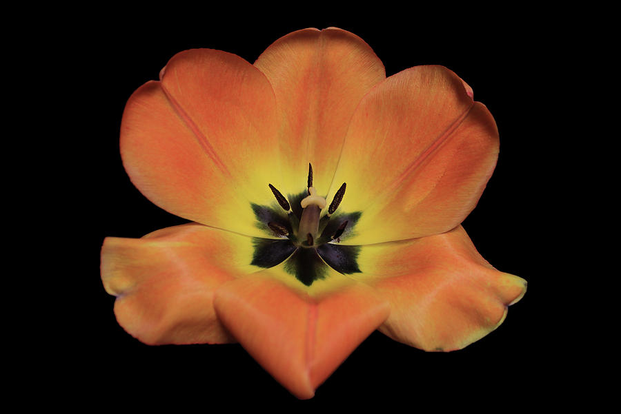 Tulip2 Photograph by Shane Bechler