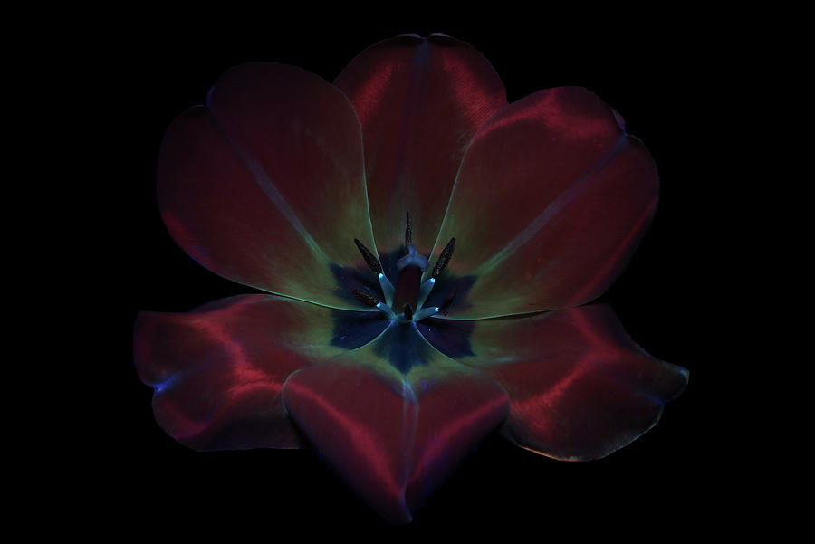 Tulip2 UV Photograph by Shane Bechler