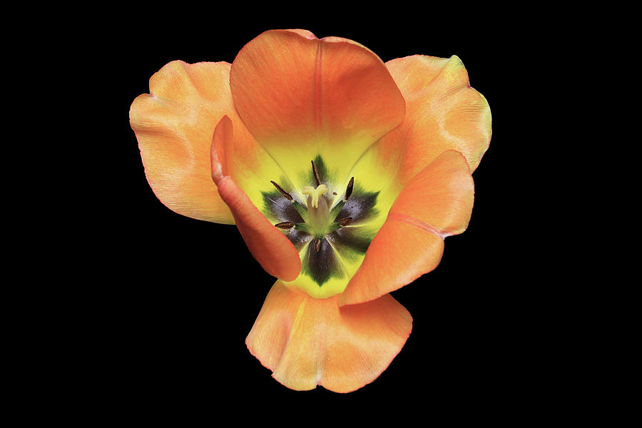 Tulip3 Photograph by Shane Bechler